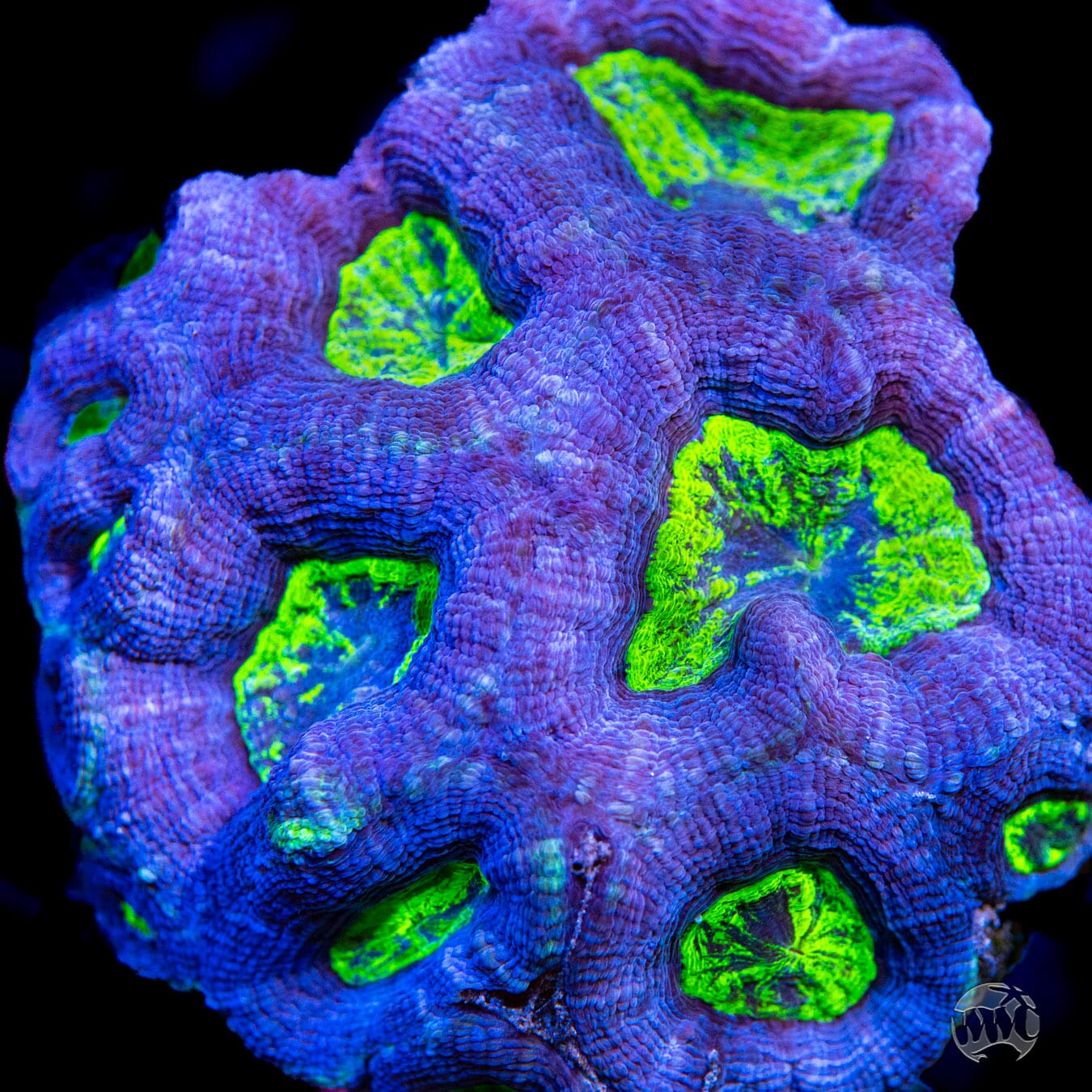 Blue Hole Bowerbanki Coral