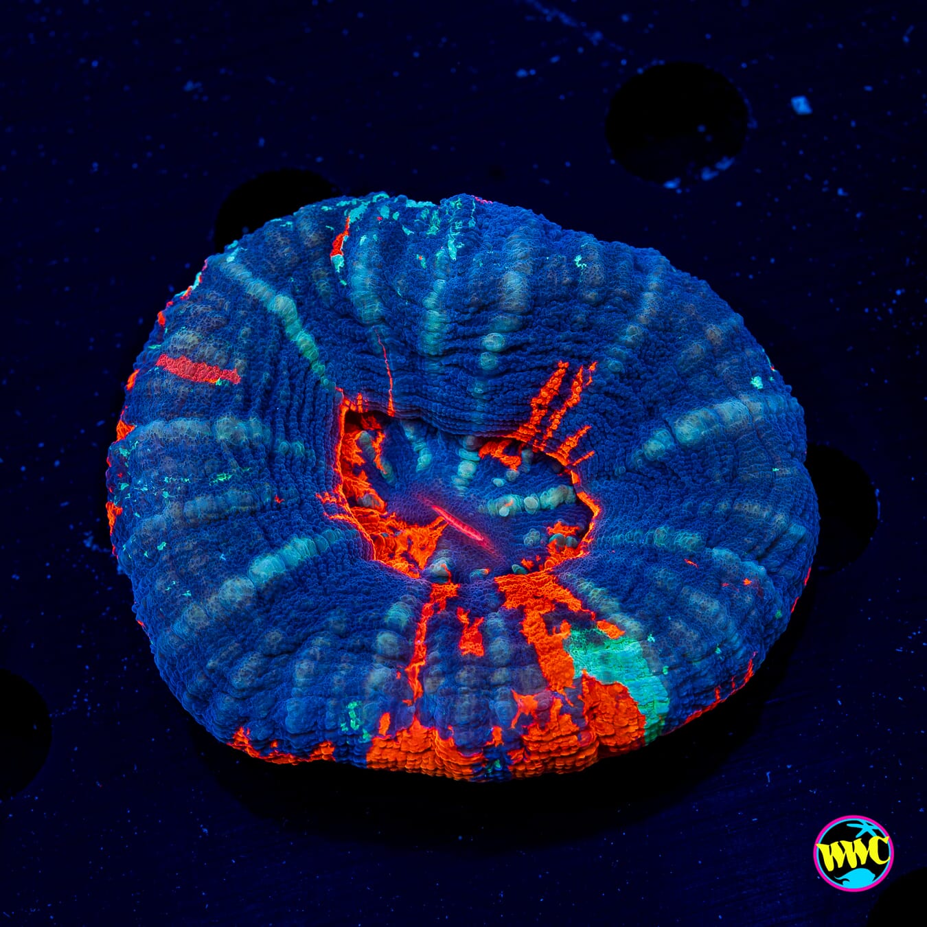 Blue Lagoon Warpaint Scolymia
