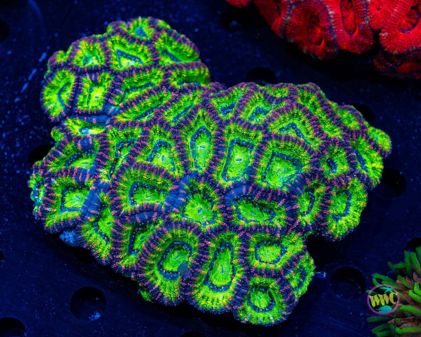 Micromussa lordhowensis