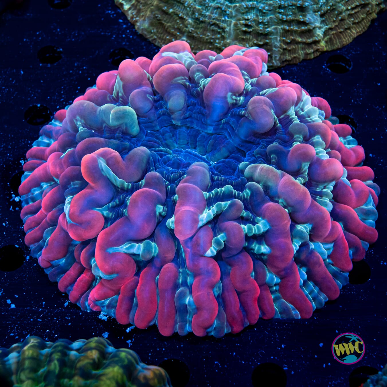 Bubbalicious Indophyllia