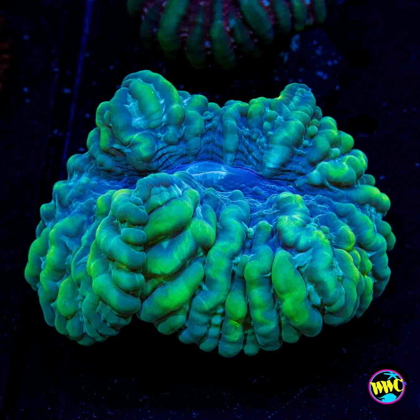 Bullfrog Cynarina