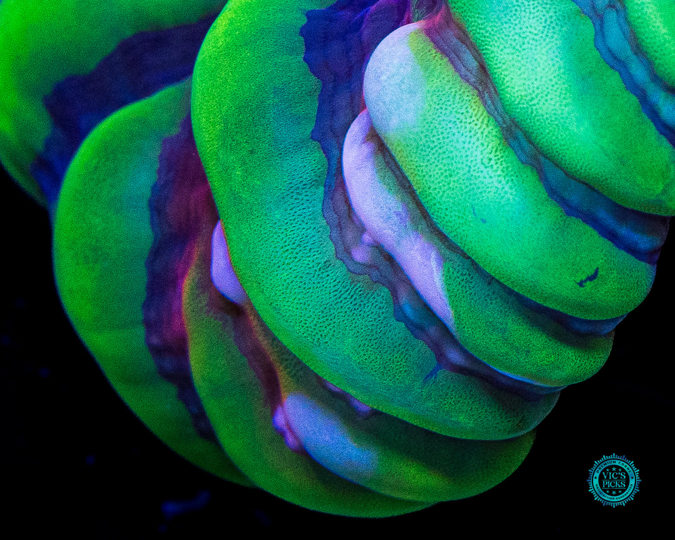 Cynarina