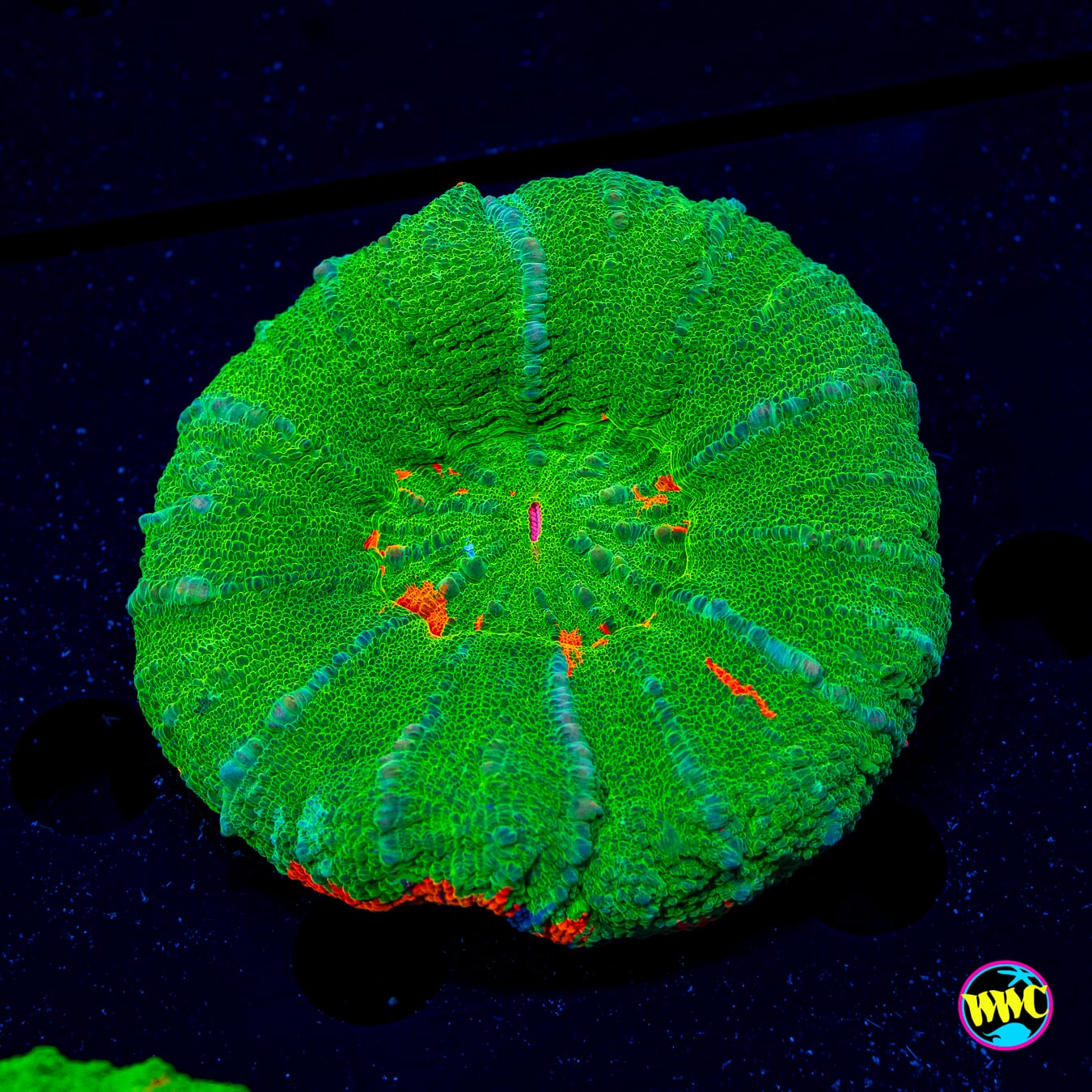 Candy Apple Scolymia