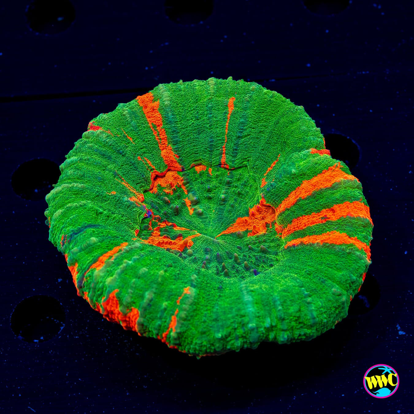 Candy Apple Scolymia