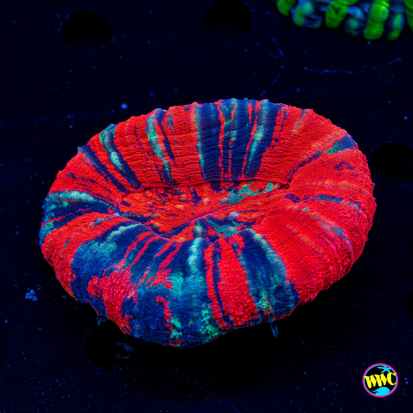 Reverse Warpaint Scolymia