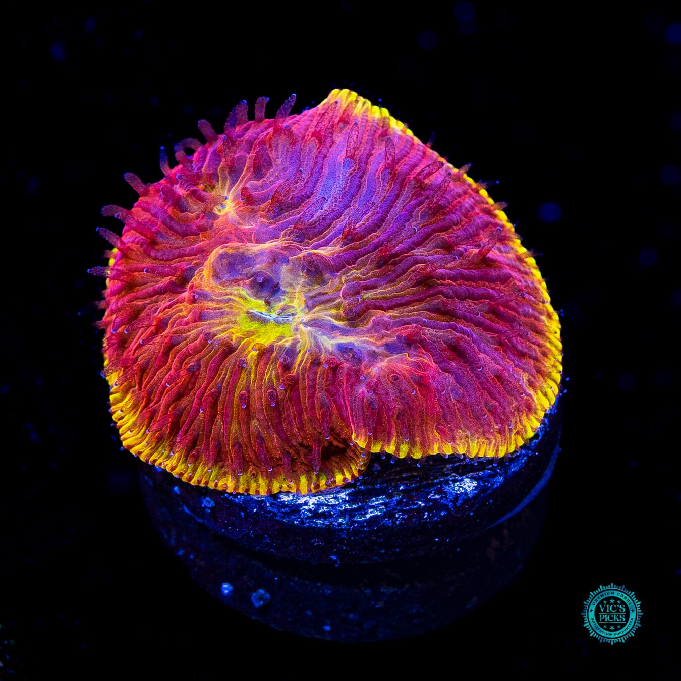 CB Flamethrower Diaseris Plate