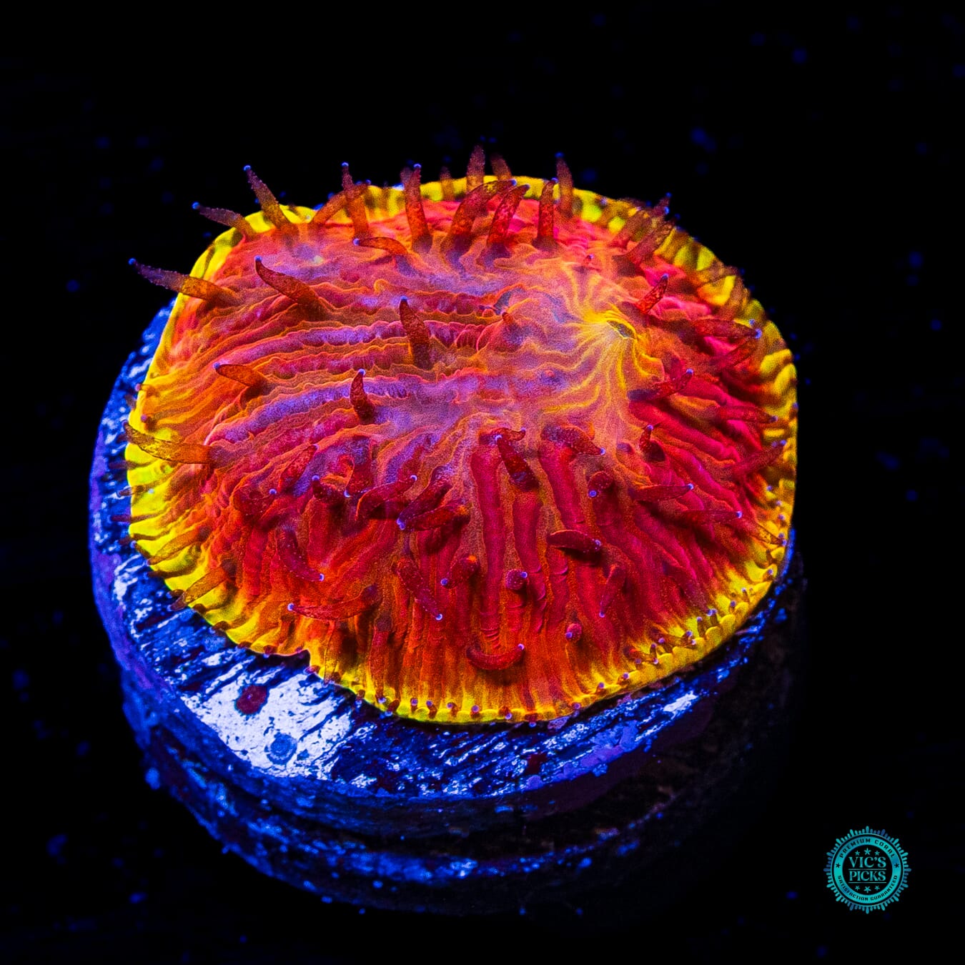 CB Flamethrower Diaseris Plate