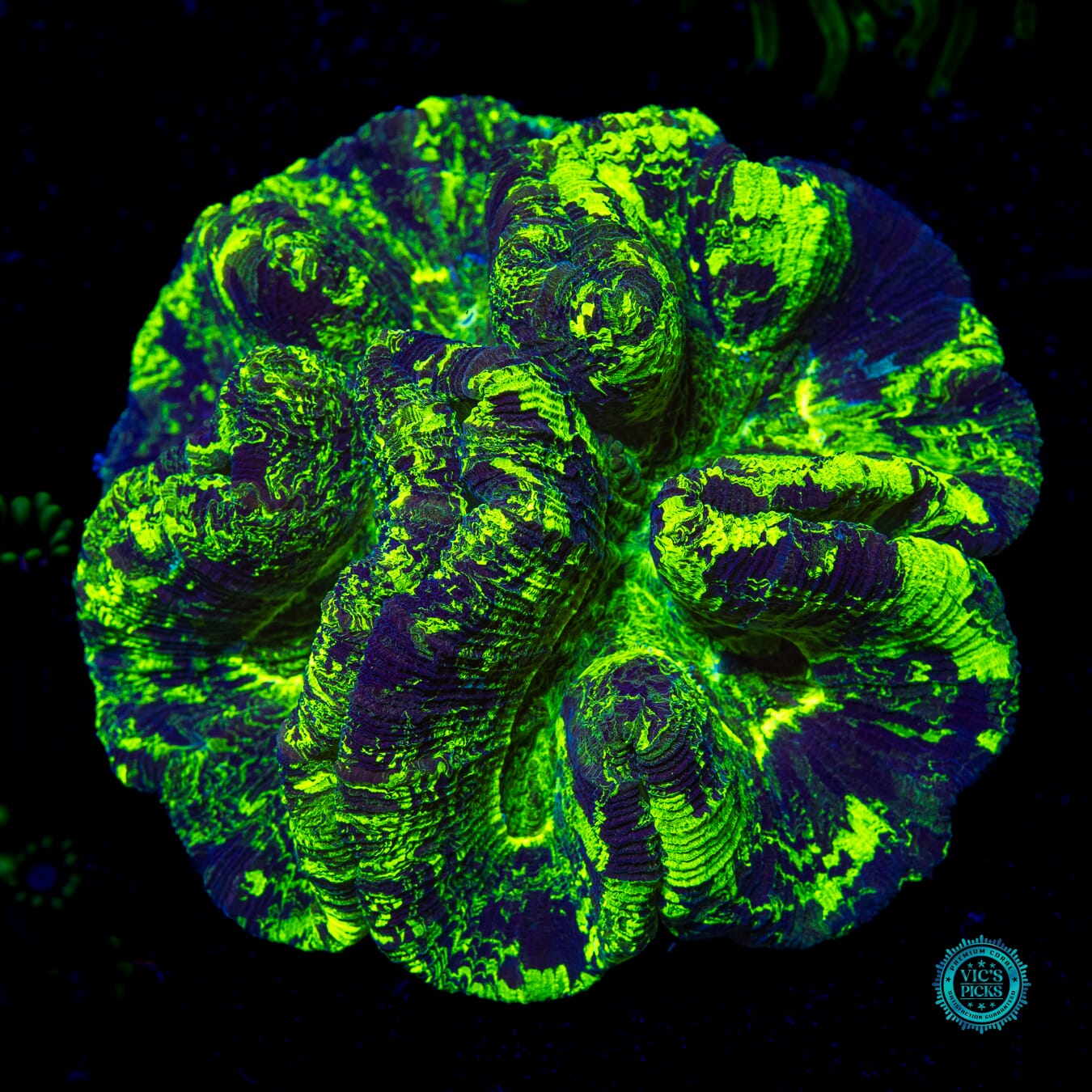 Chamo Chameleon Trachyphyllia