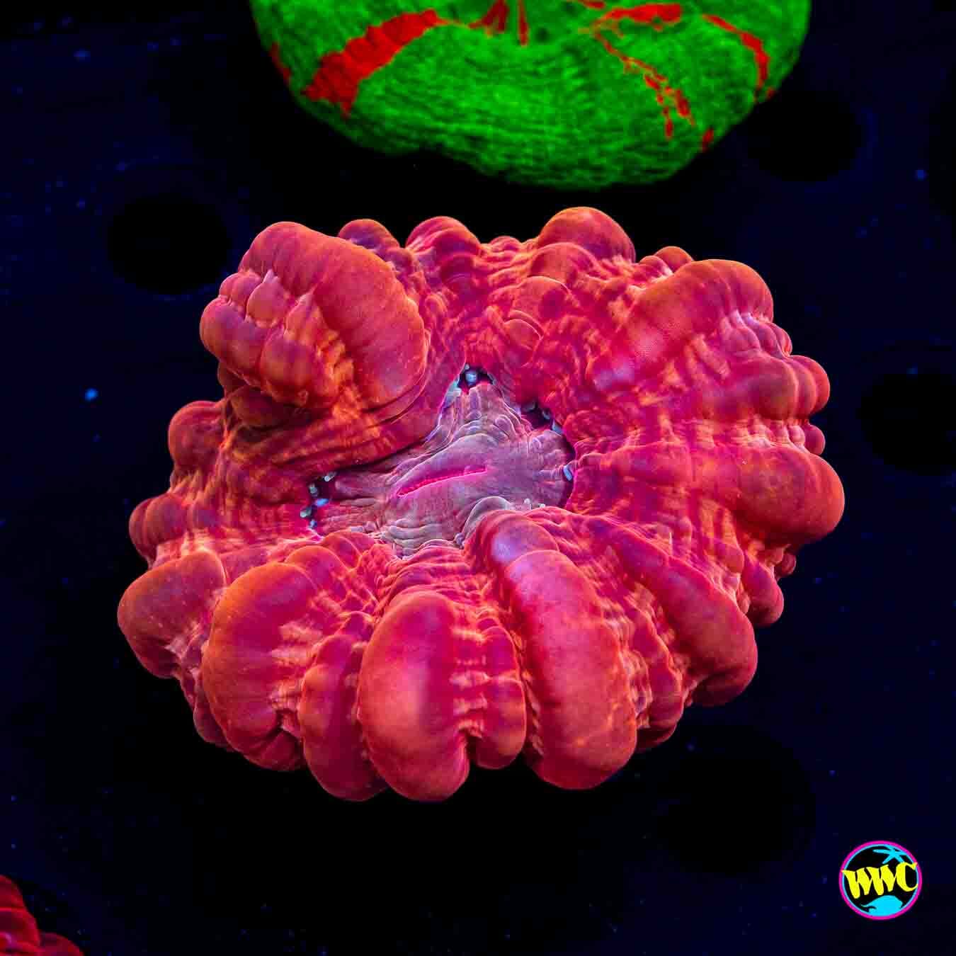 Cherry Bomb Cynarina