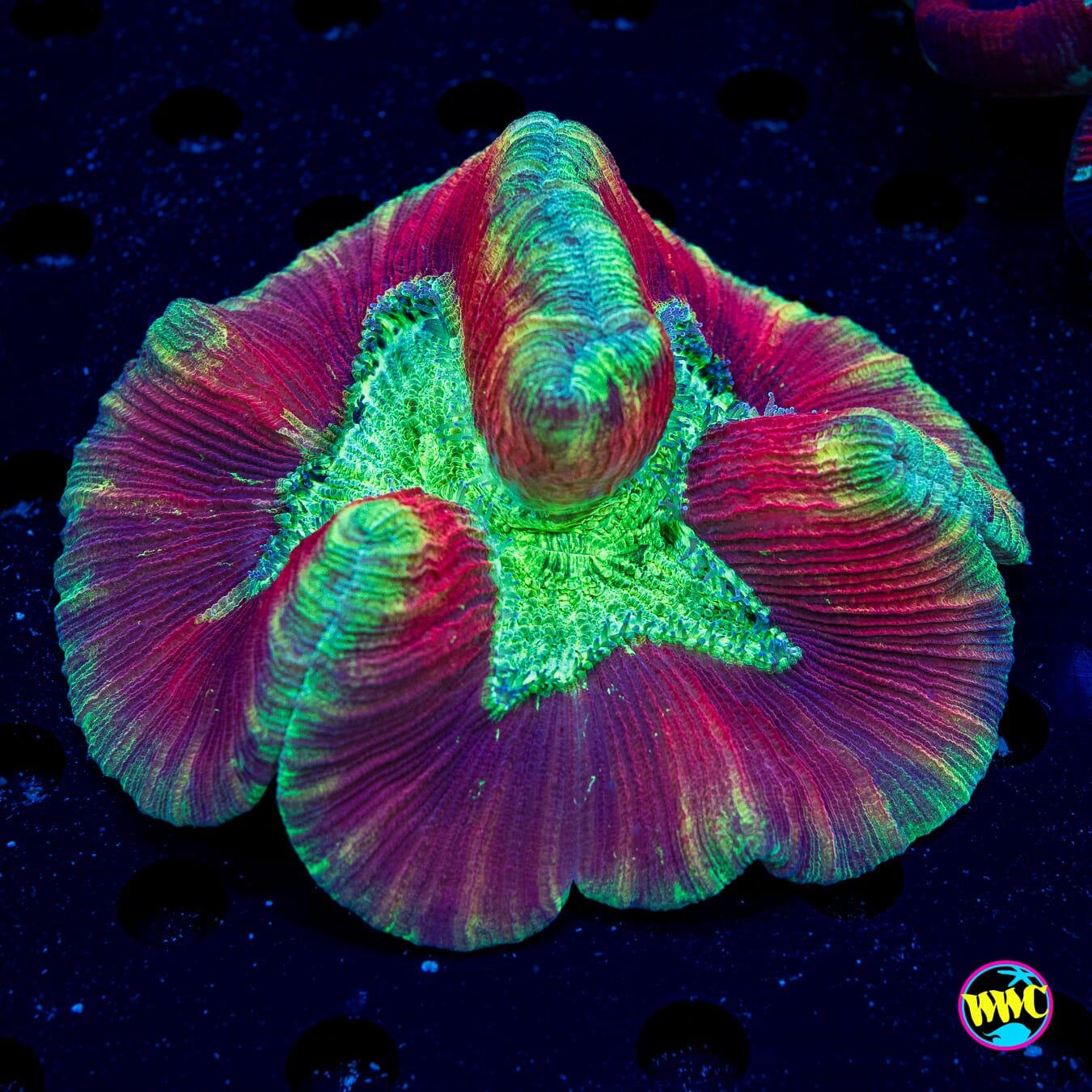 Cherry Lime Trachyphyllia
