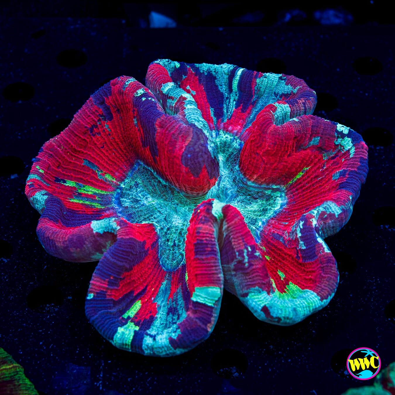 Color Rush Trachyphyllia