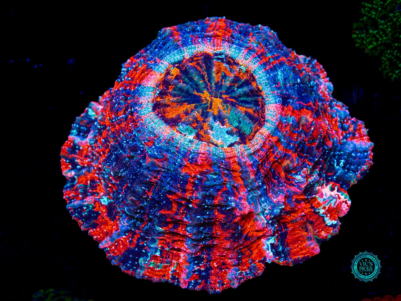 Cosmic Mashup Acanthophyllia