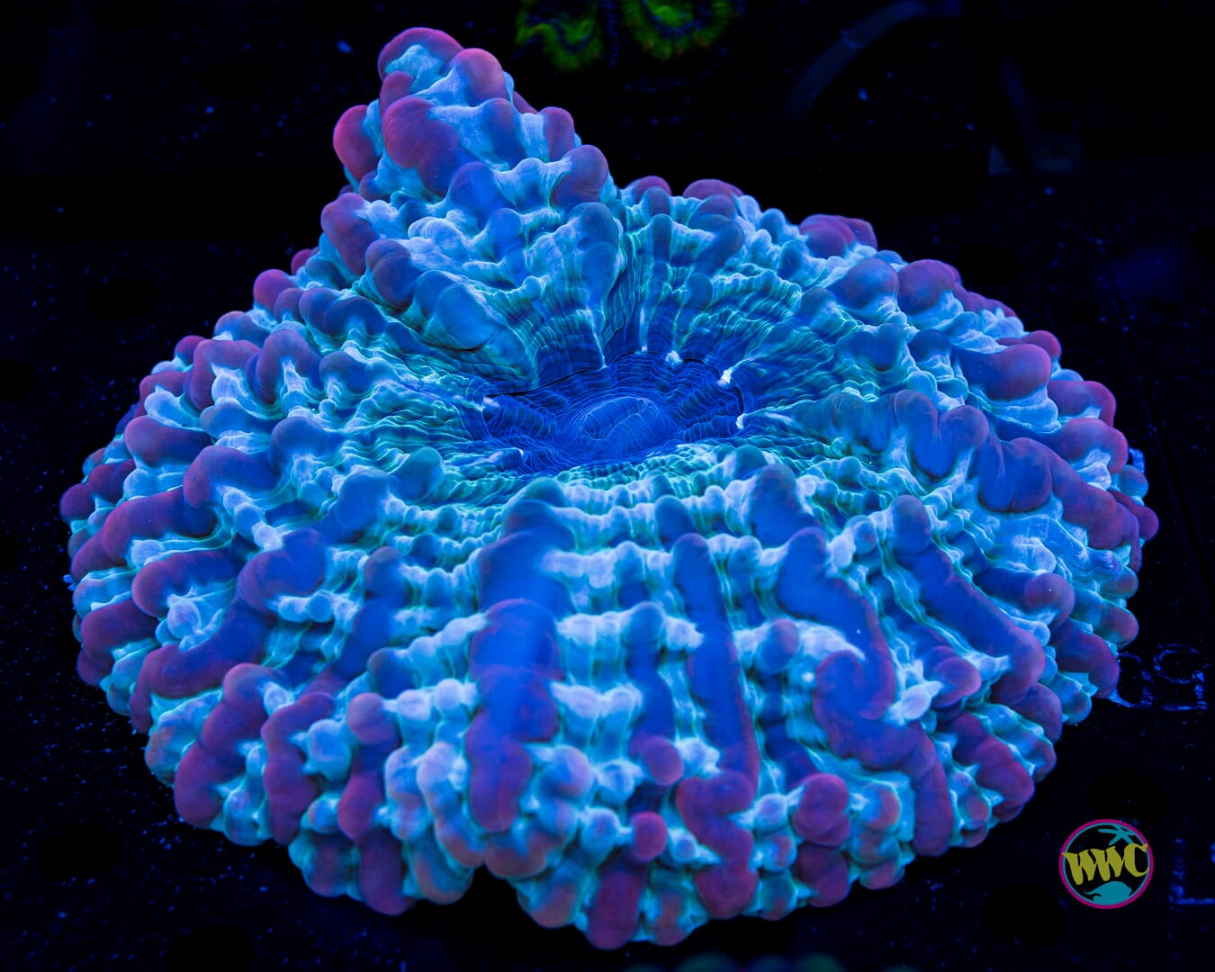 Indophyllia