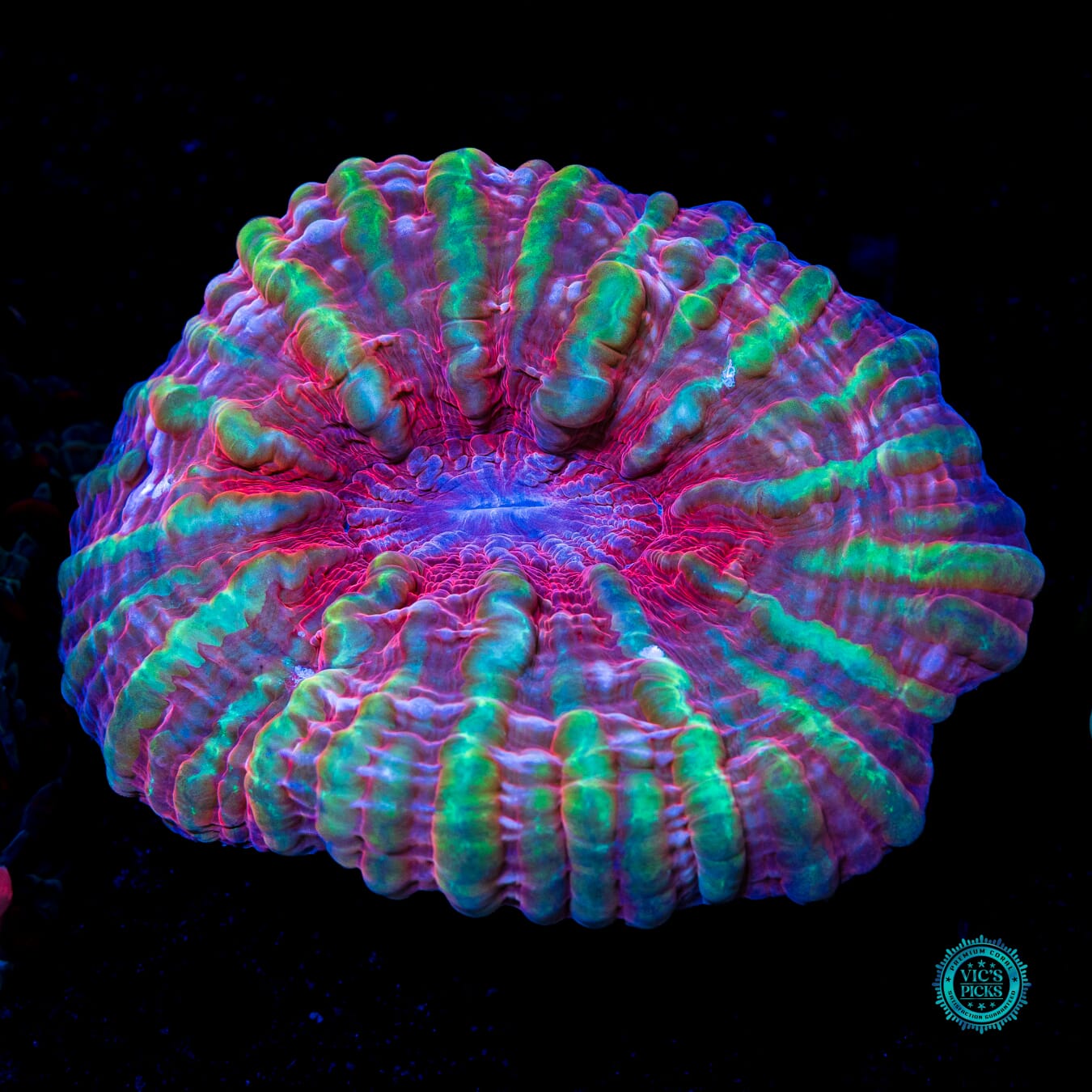 Dragon Eye Indophyllia