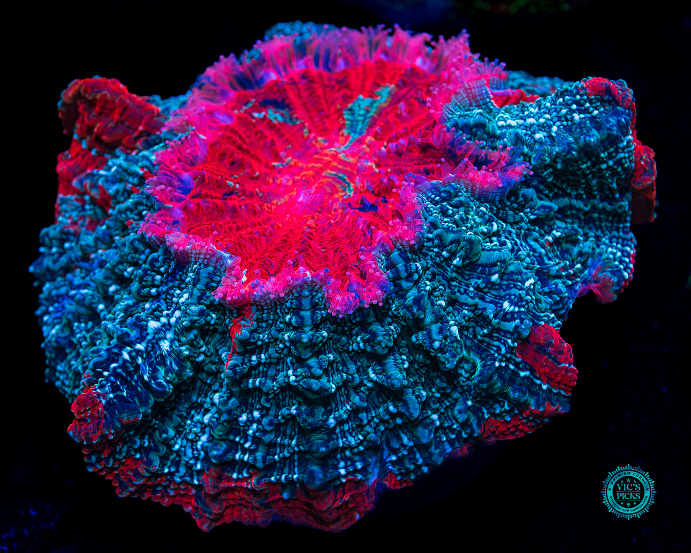 Acanthophyllia deshayesiana