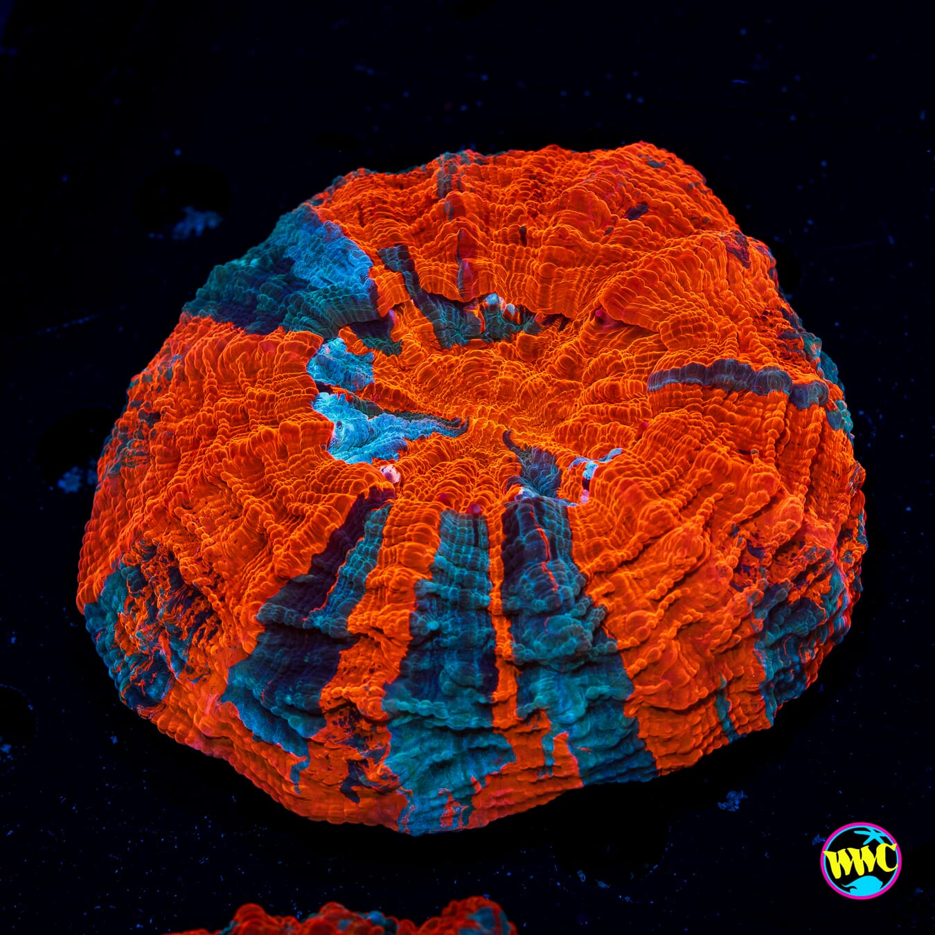 Eternal Flame Acanthophyllia