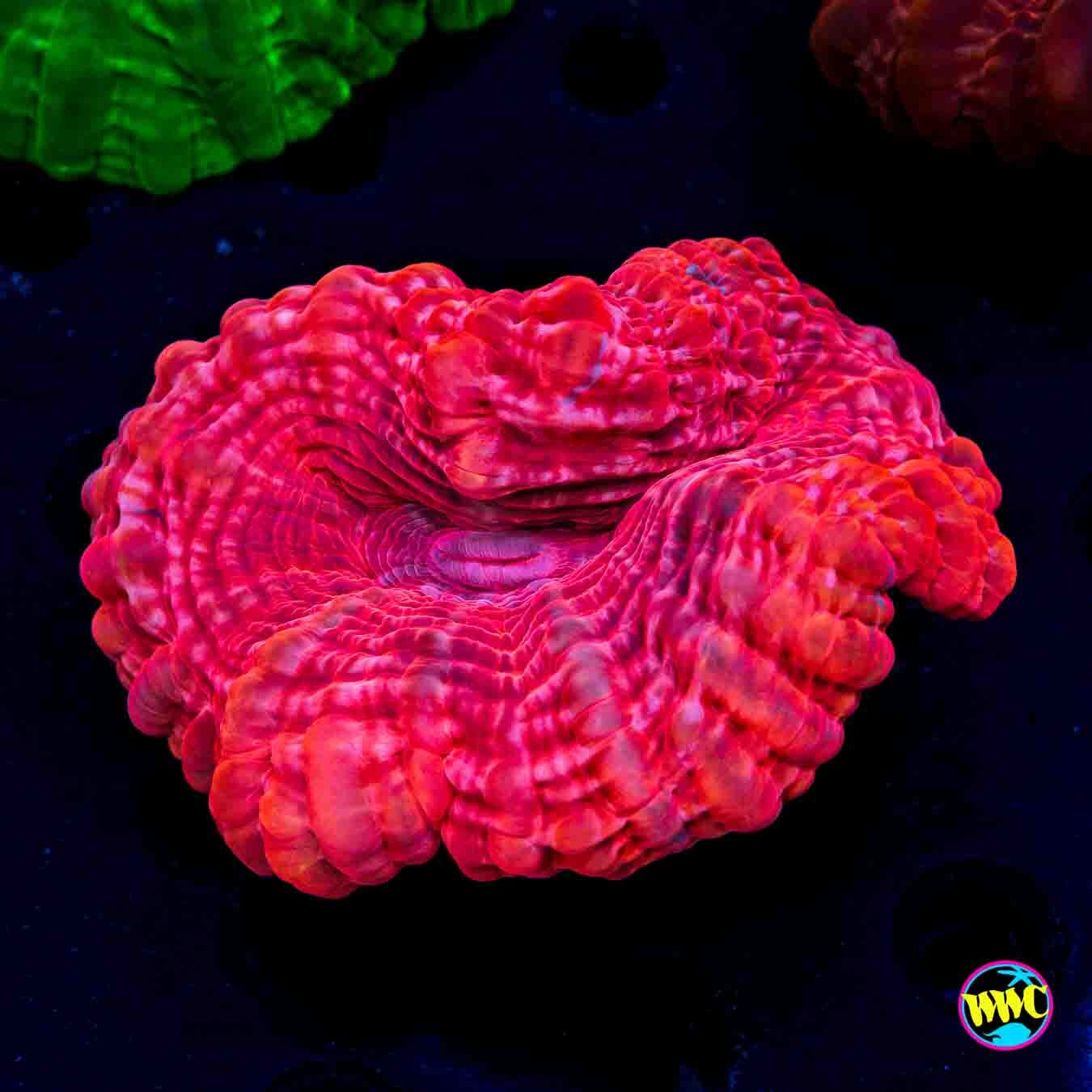 Fireball Cynarina