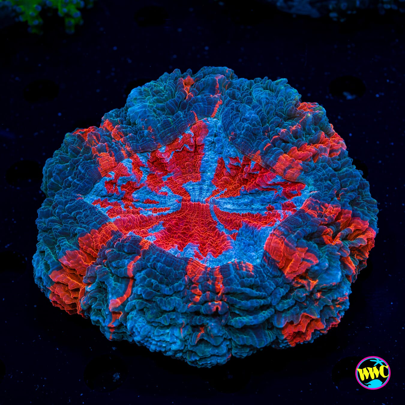 Frosted Flame Acanthophyllia