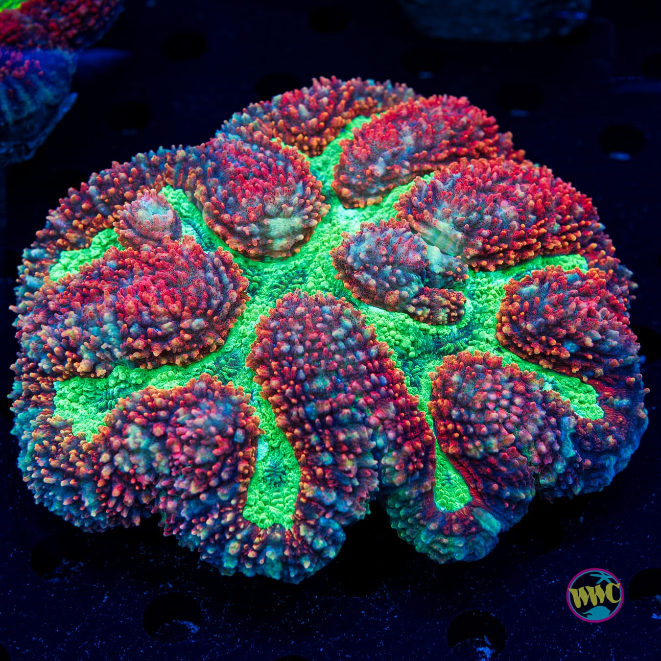 Lobophyllia radians
