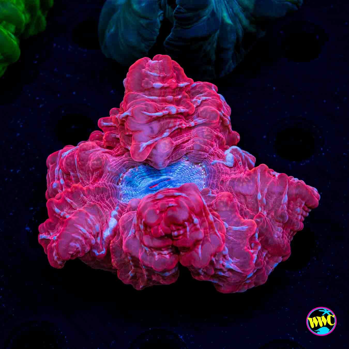 Frozen Core Cynarina