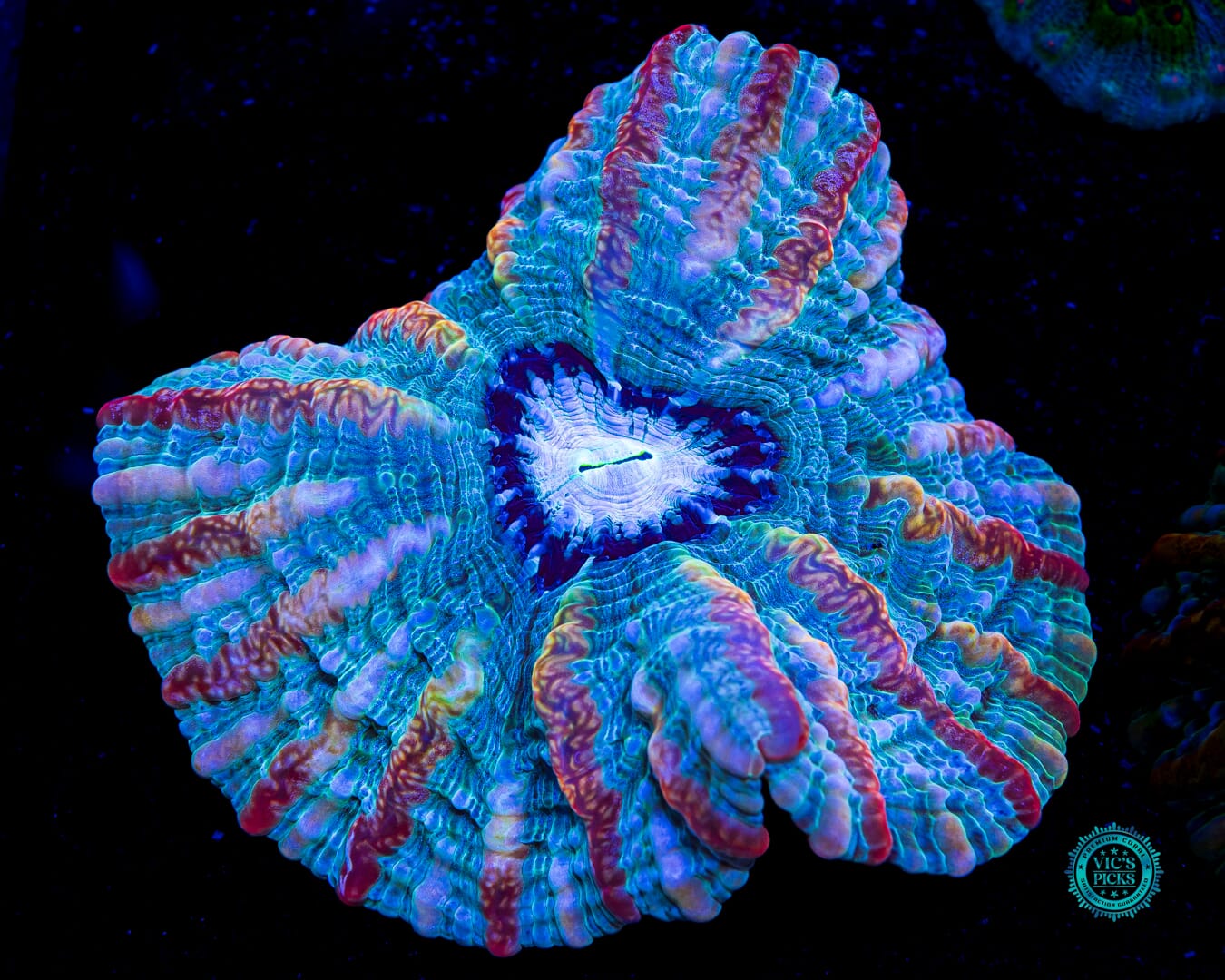 Frozen Flamewreath Indophyllia