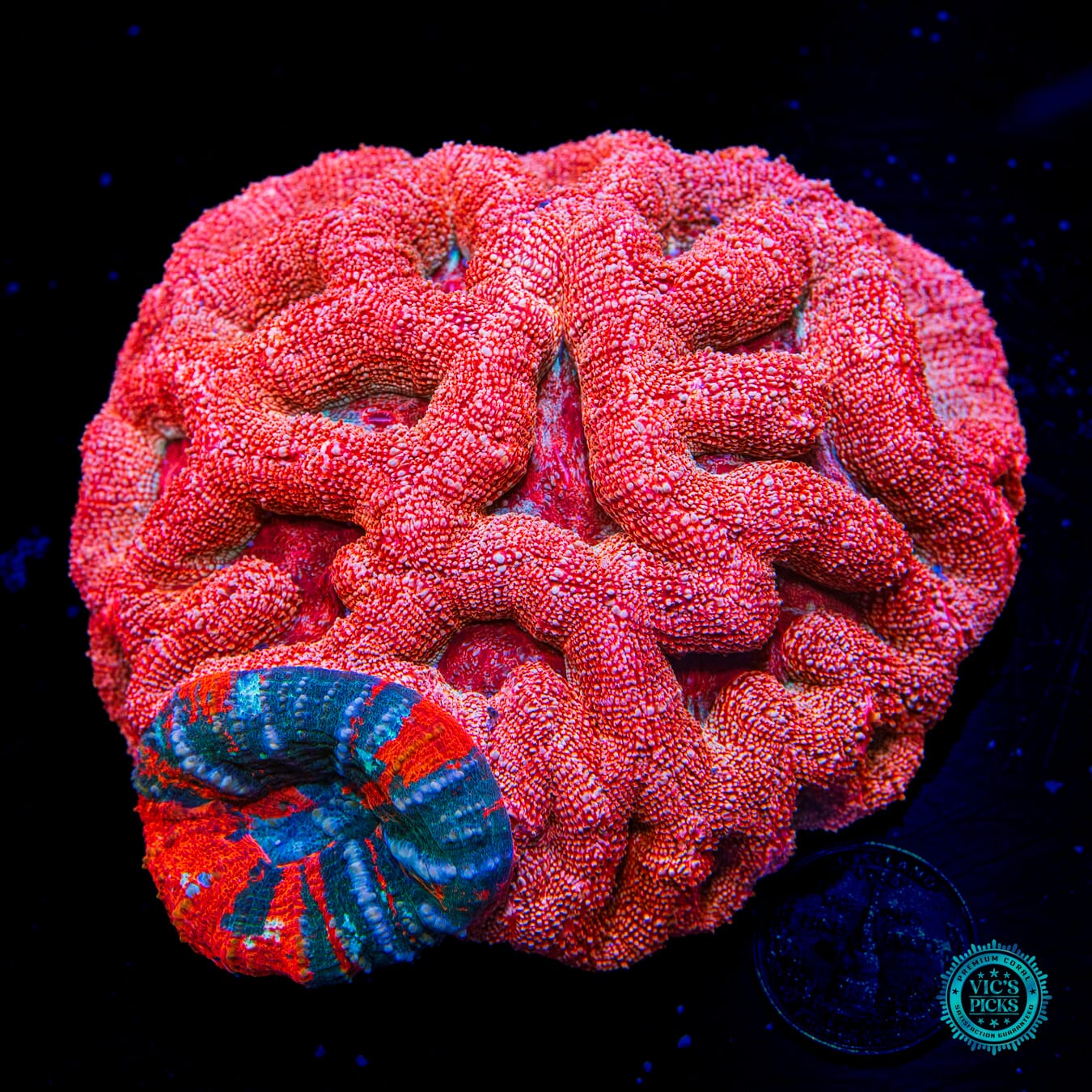 Homophyllia bowerbanki