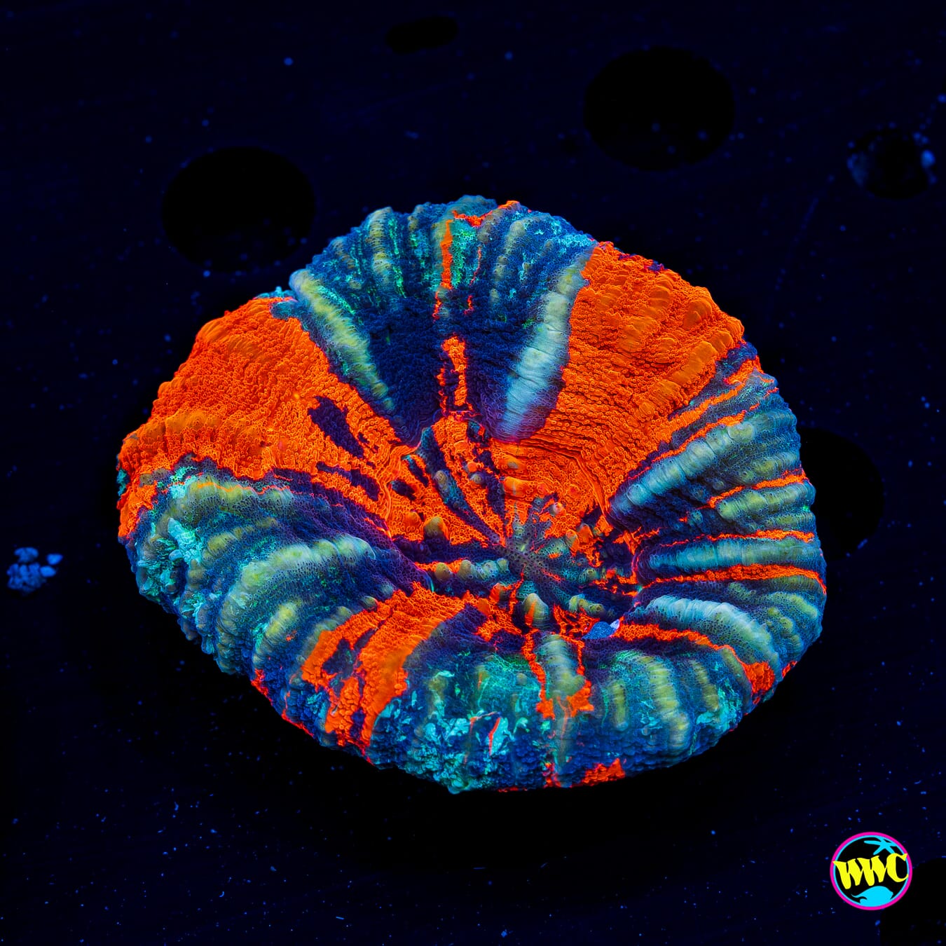 Frozen Warpaint Scolymia