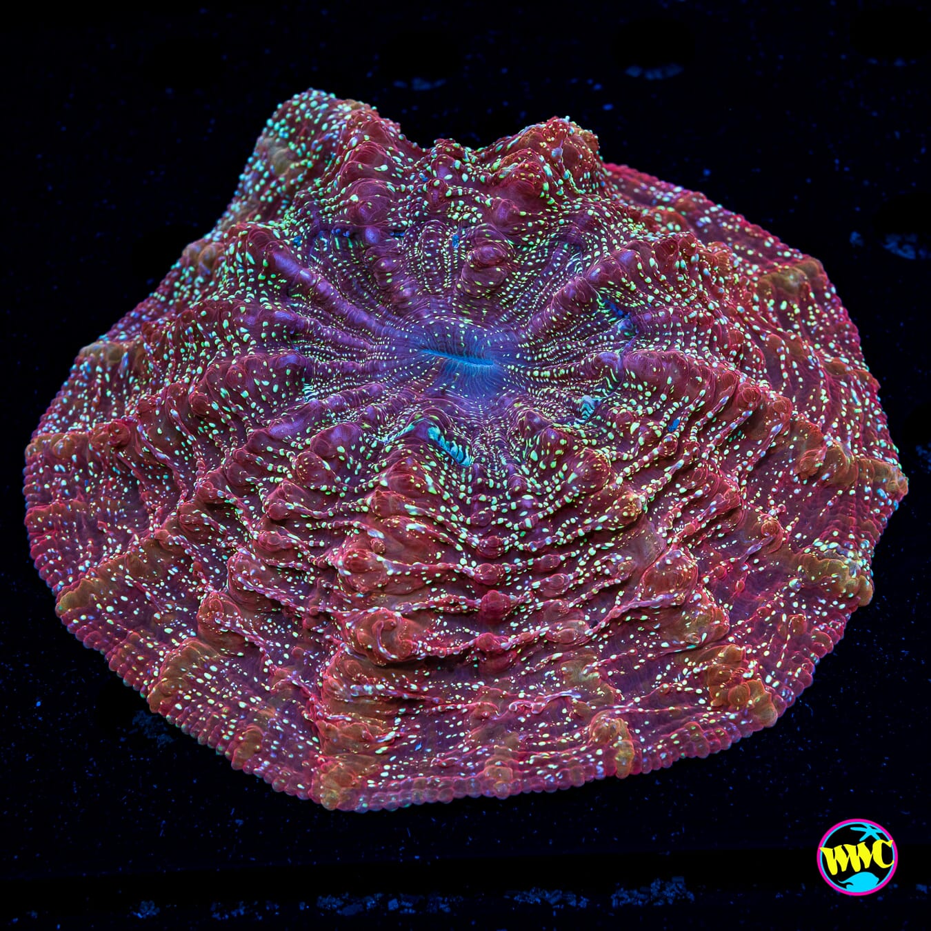Glitterbomb Acanthophyllia