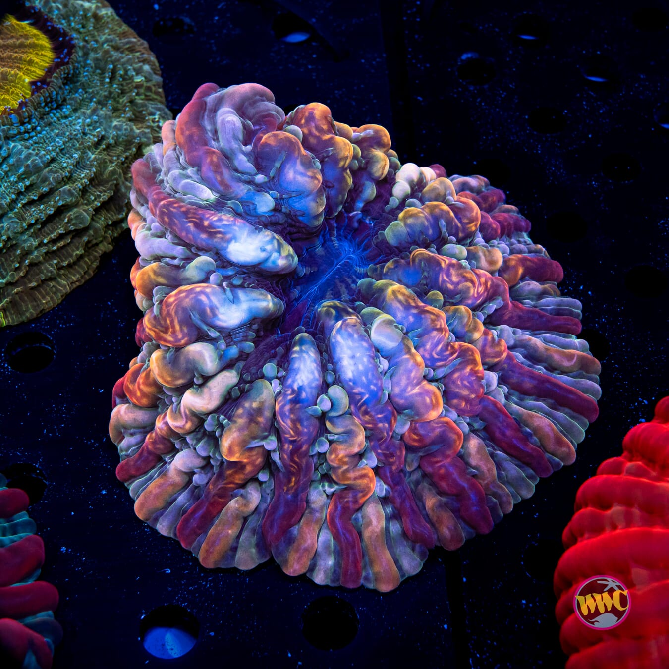 Goldstruck Indophyllia