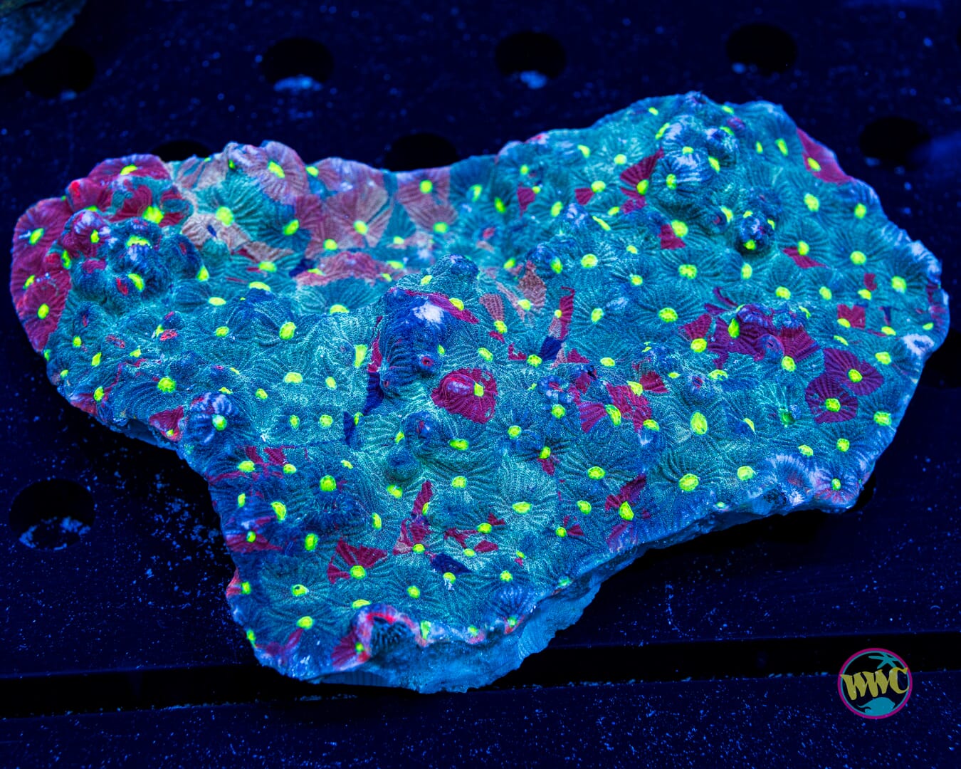 Favites pentagona