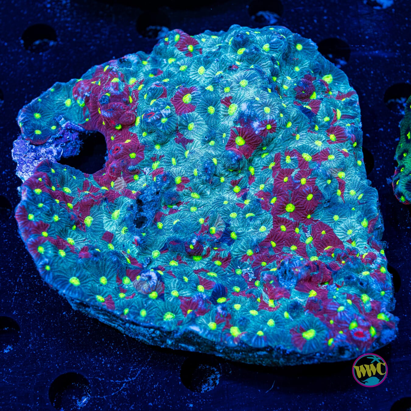 Favites pentagona