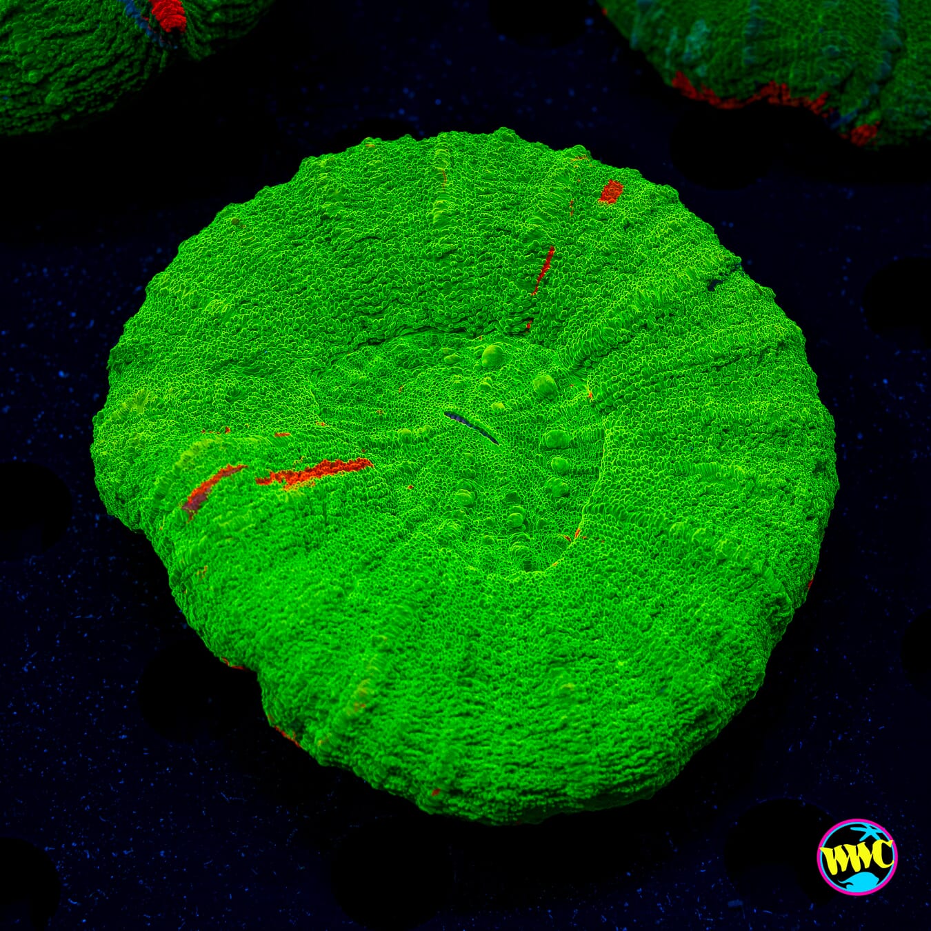 Granny Apple Scolymia