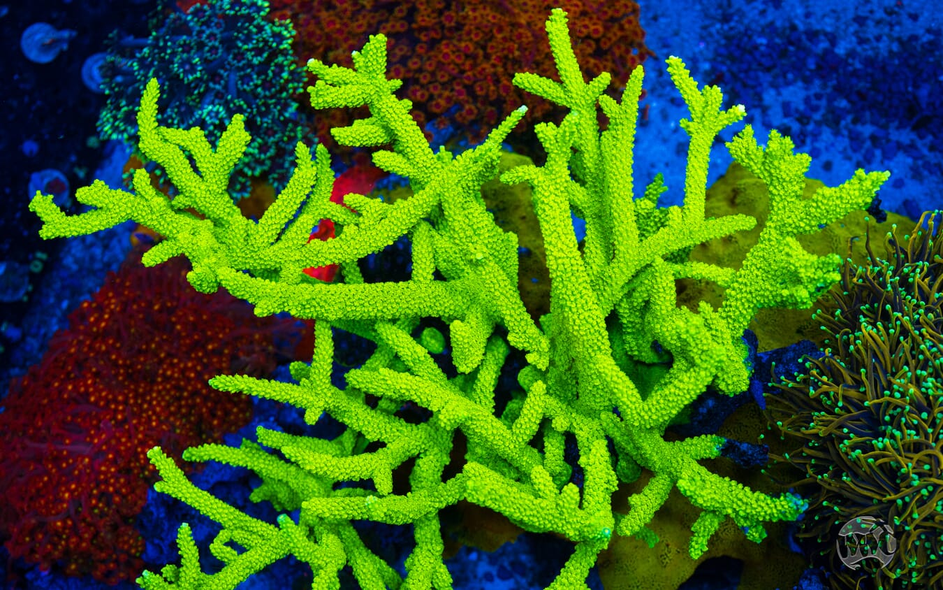 Acropora yongei