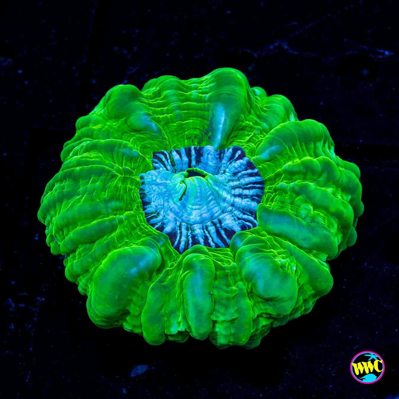 Nuclear Pool Cynarina