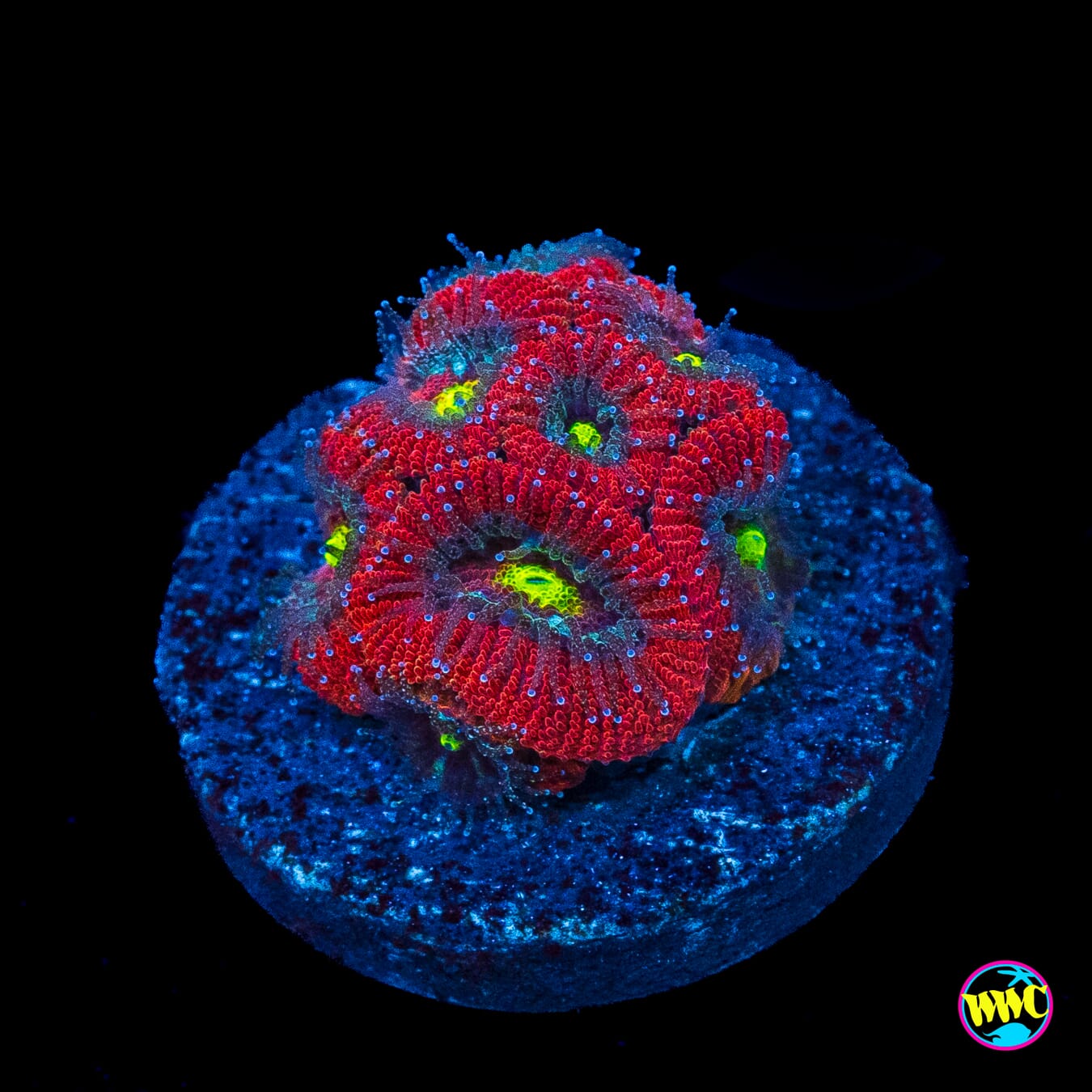 Holiday Micromussa