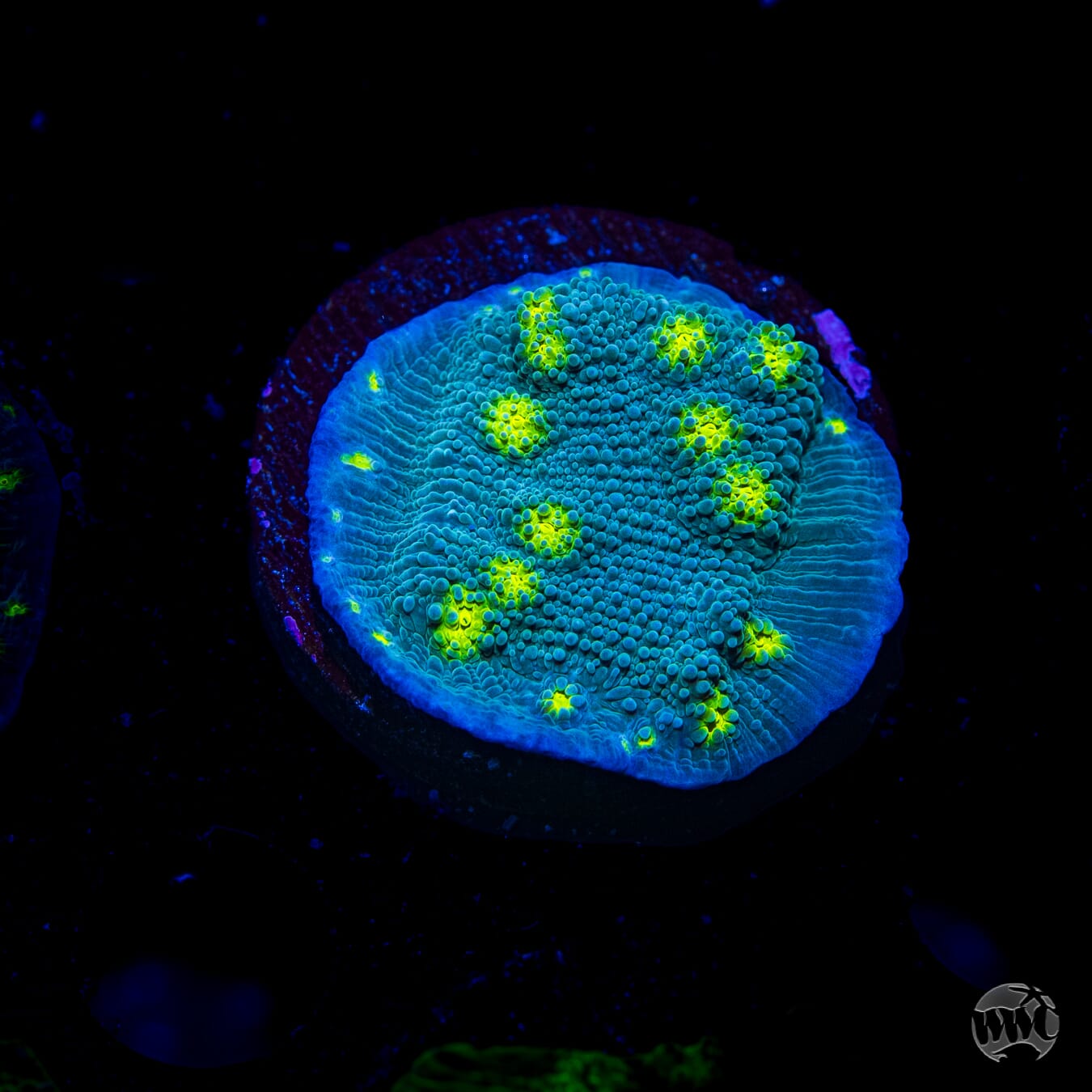 Hollywood Stunner Chalice Coral