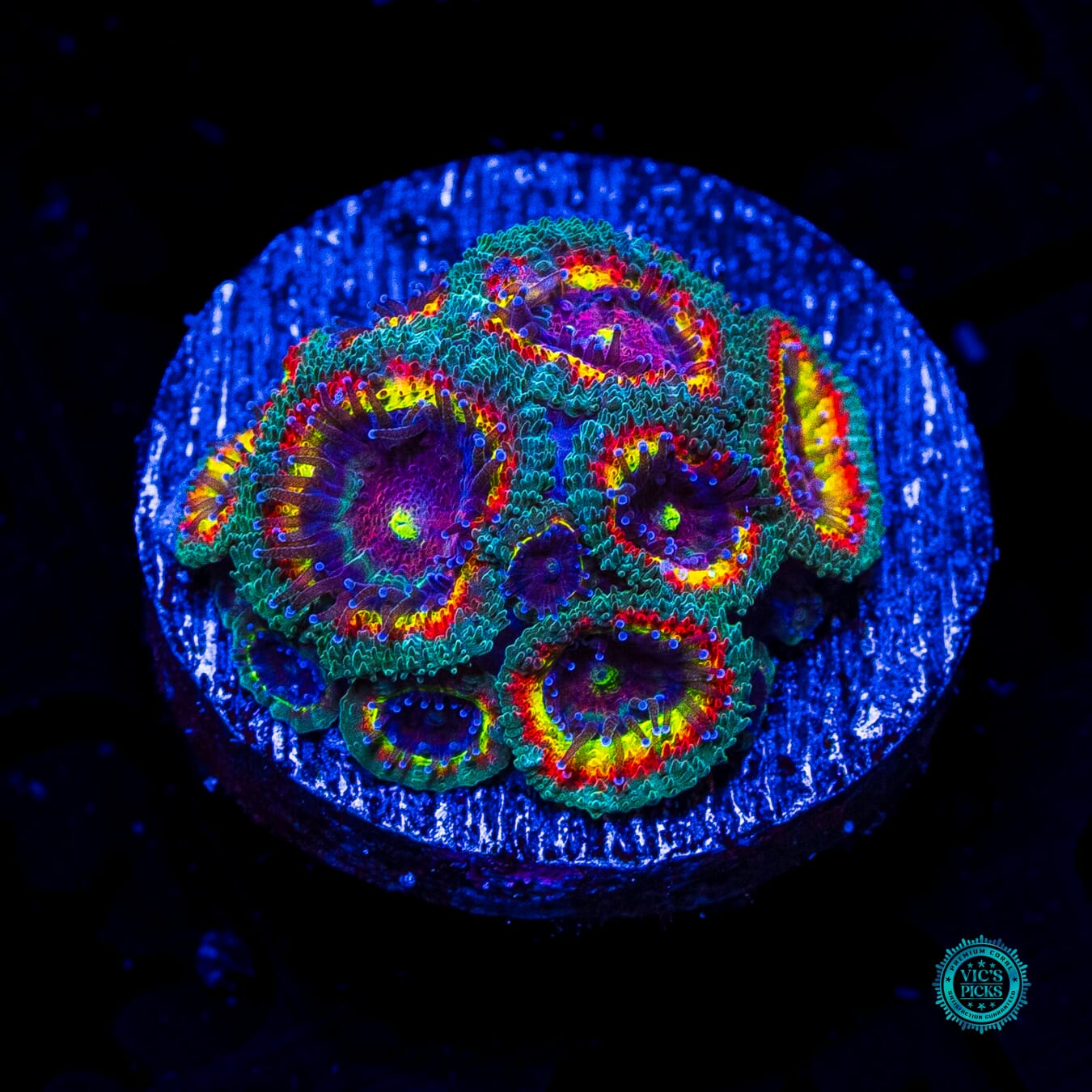 Hyper Holy Grail Micromussa