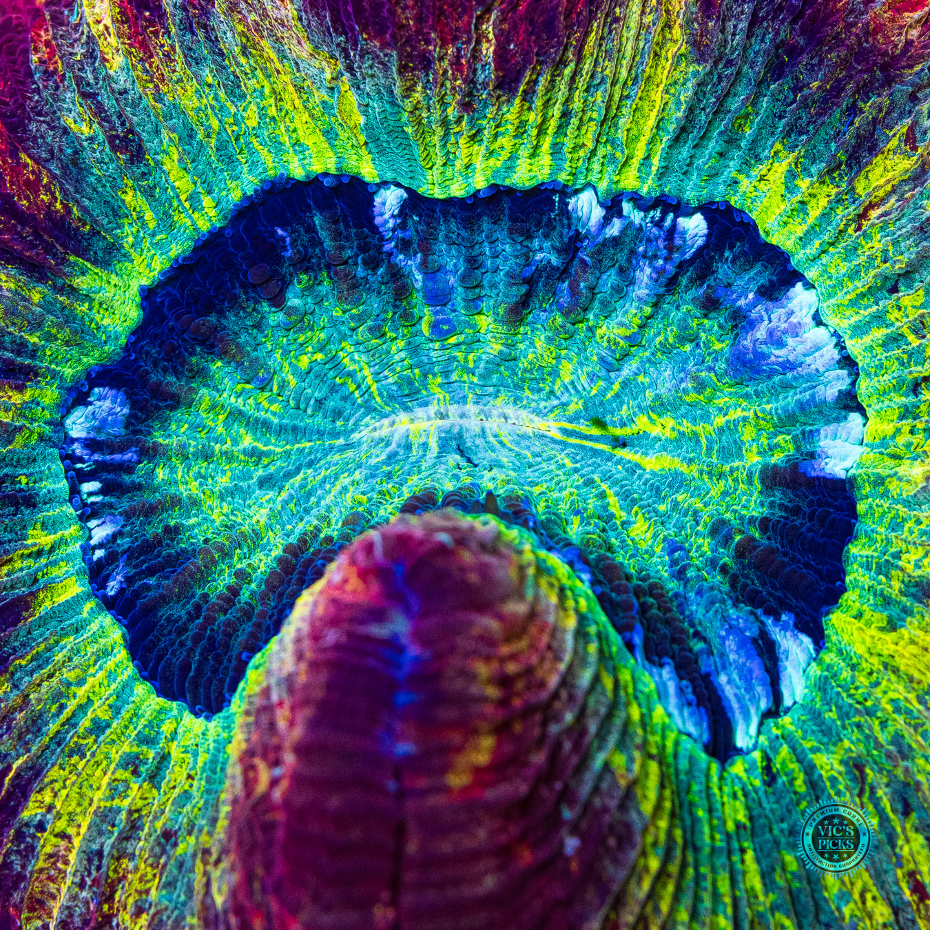 Trachyphyllia