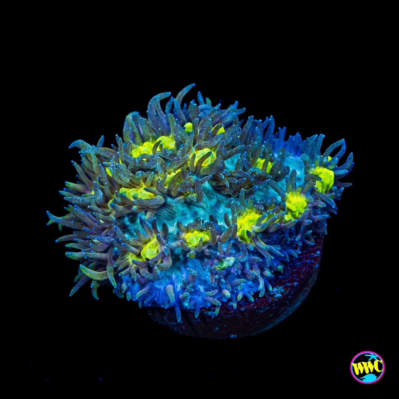 Jason Fox Blueberry Blast Hydnophora