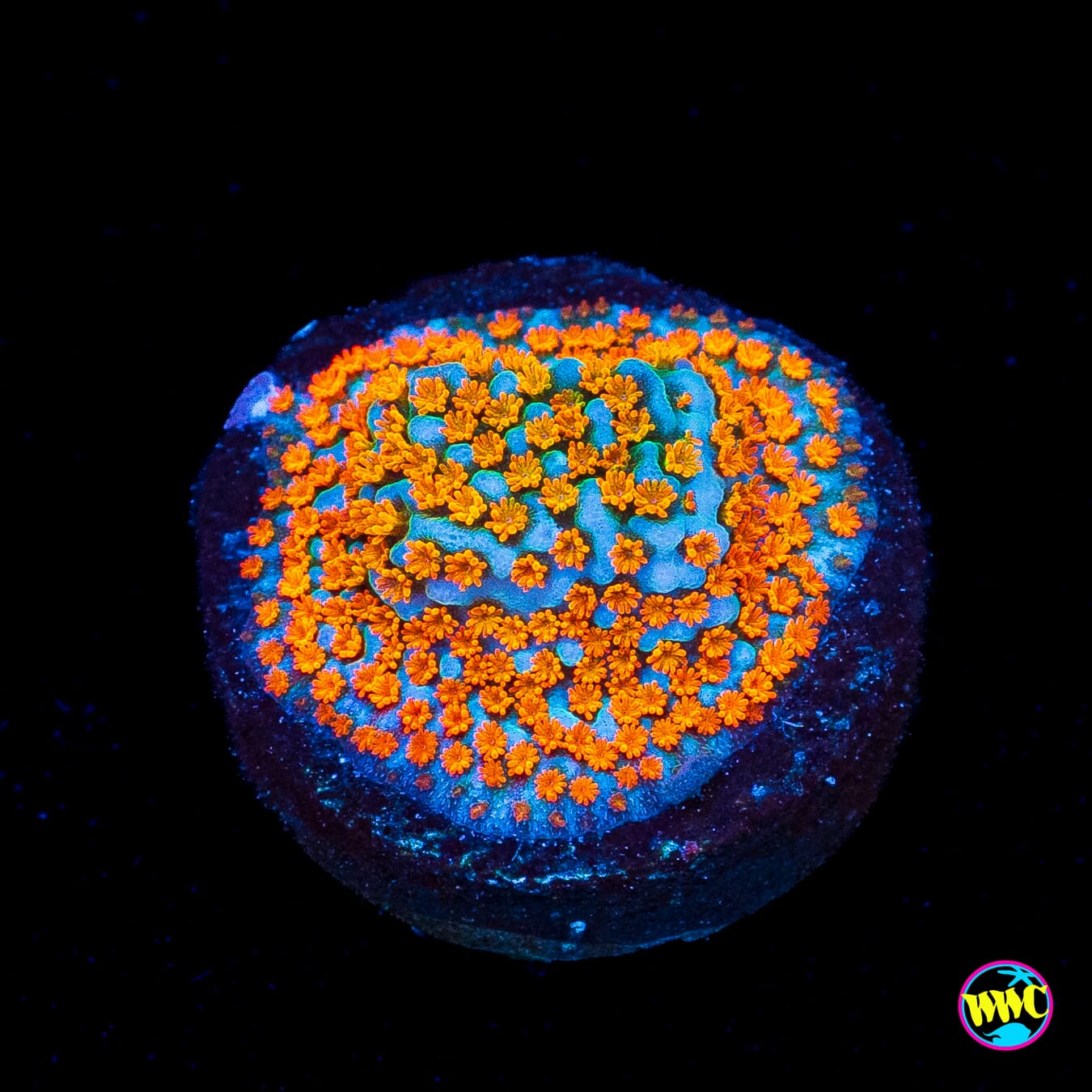 Jason Fox Fruity Pebbles Montipora