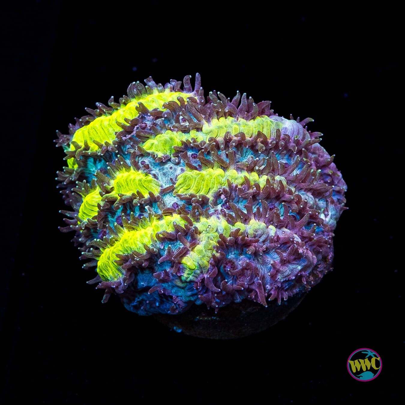 Jason Fox Limelight Hydnophora