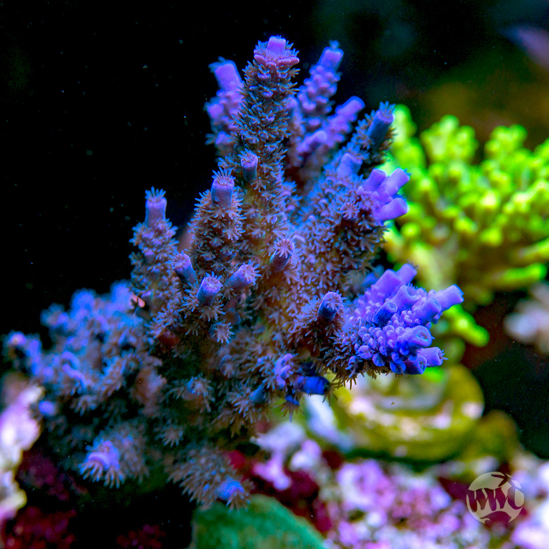 Acropora tenuis