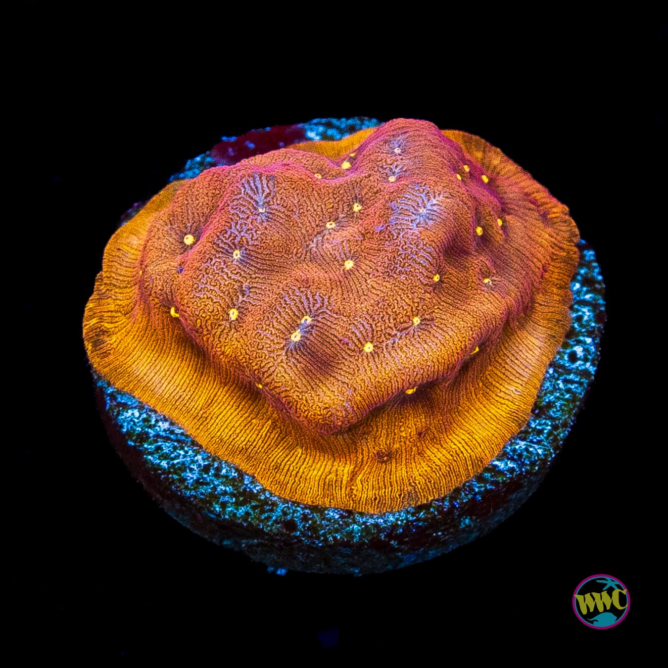 Jason Fox Sun God Leptoseris
