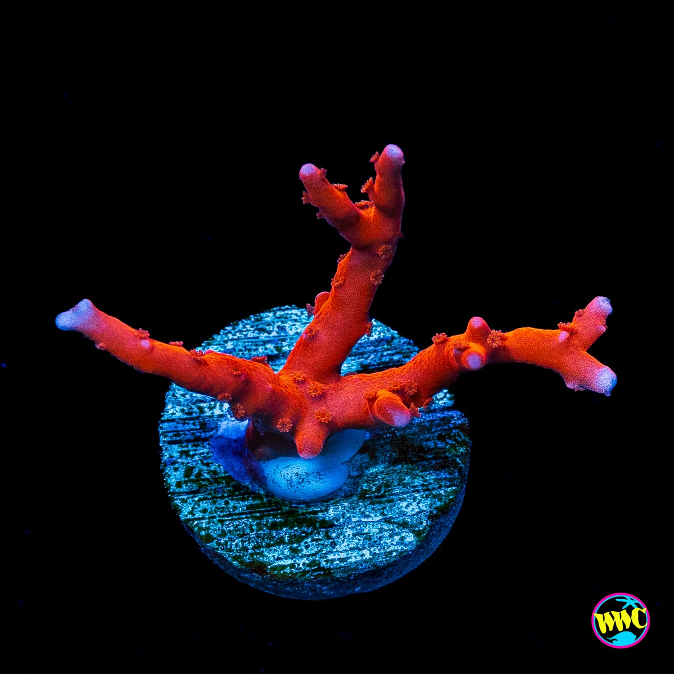 Jason Fox TNT Anacropora