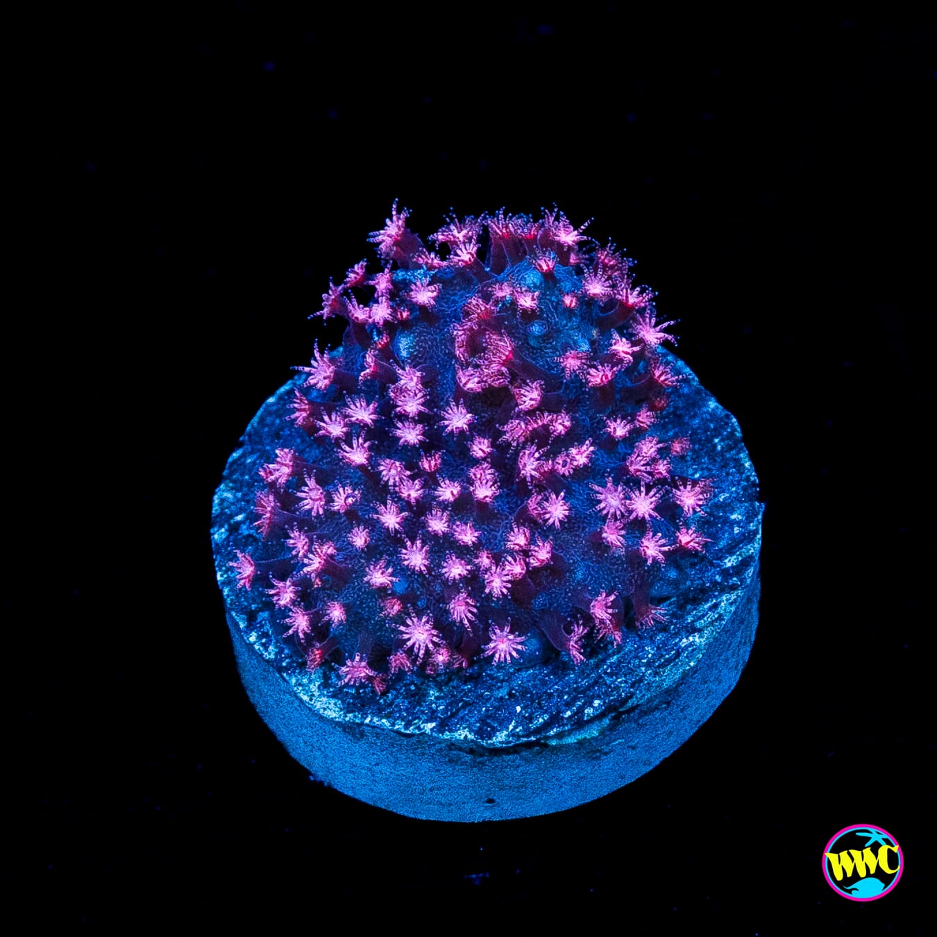 JC Pink Polyp Stylocoeniella