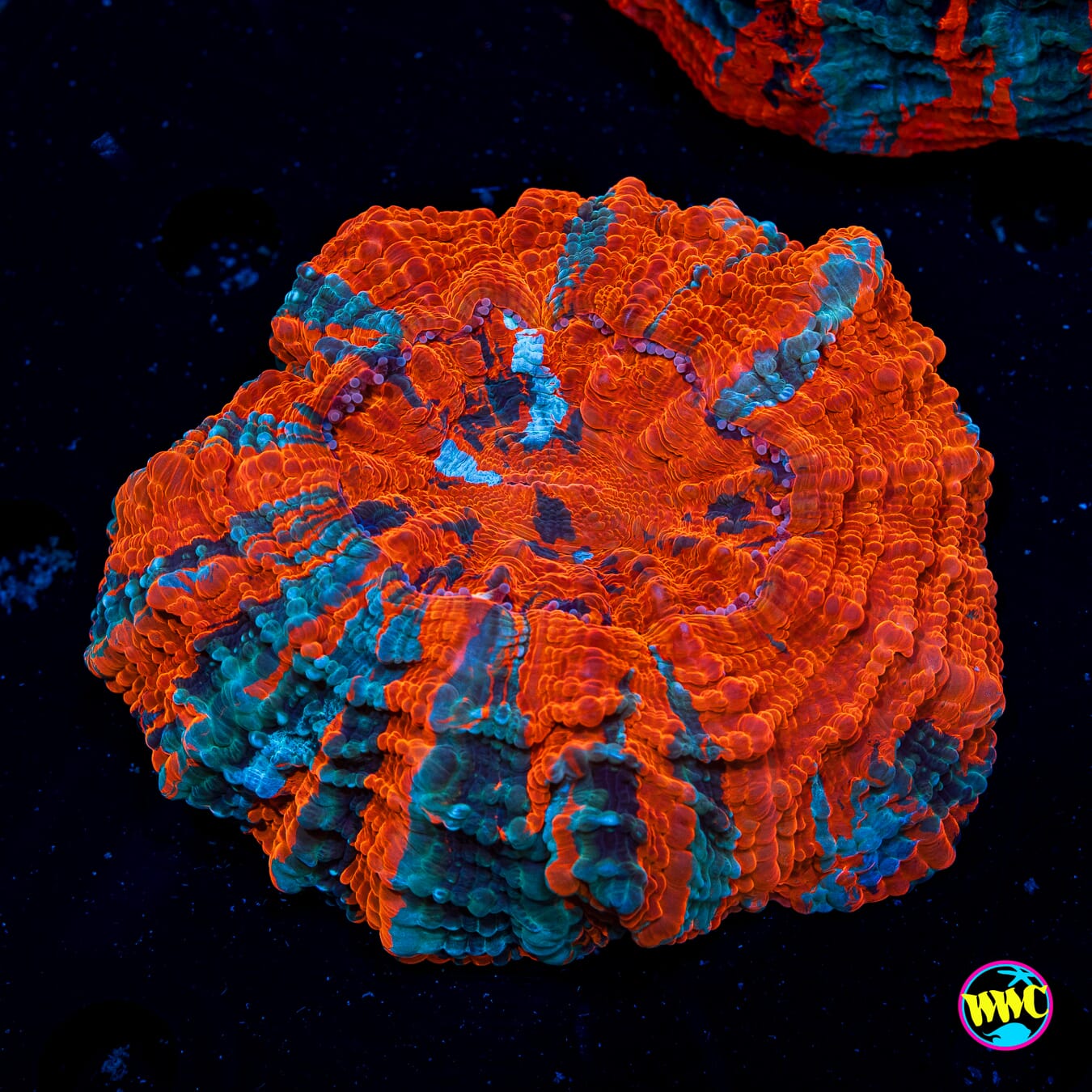 Jelly Belly Acanthophyllia