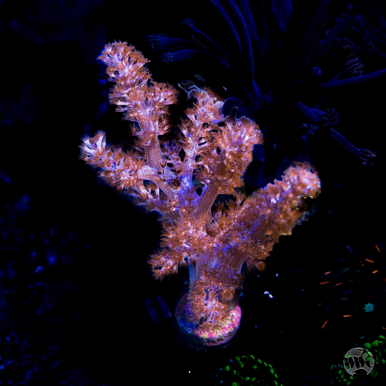 Capnella imbricata