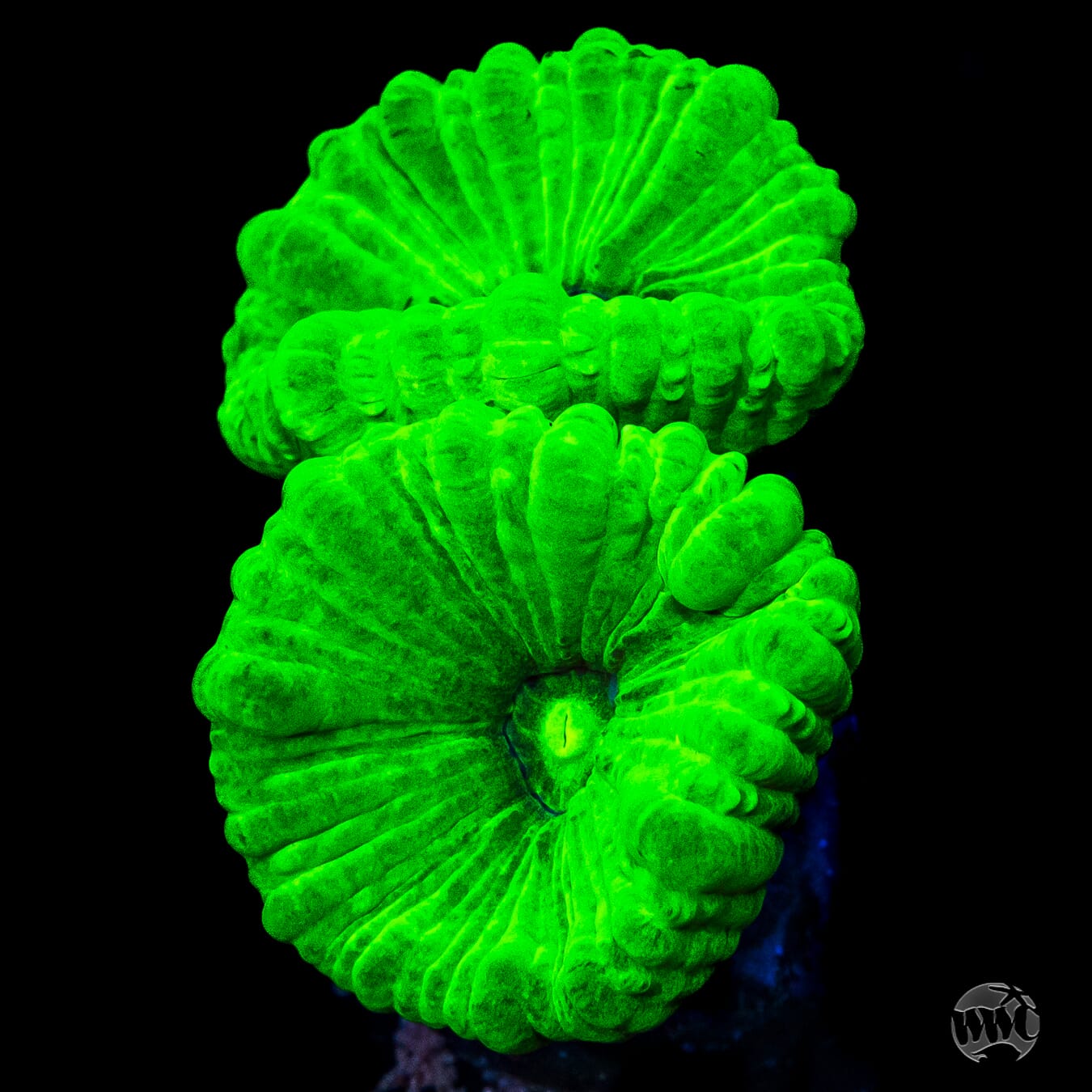 Caulastraea furcata
