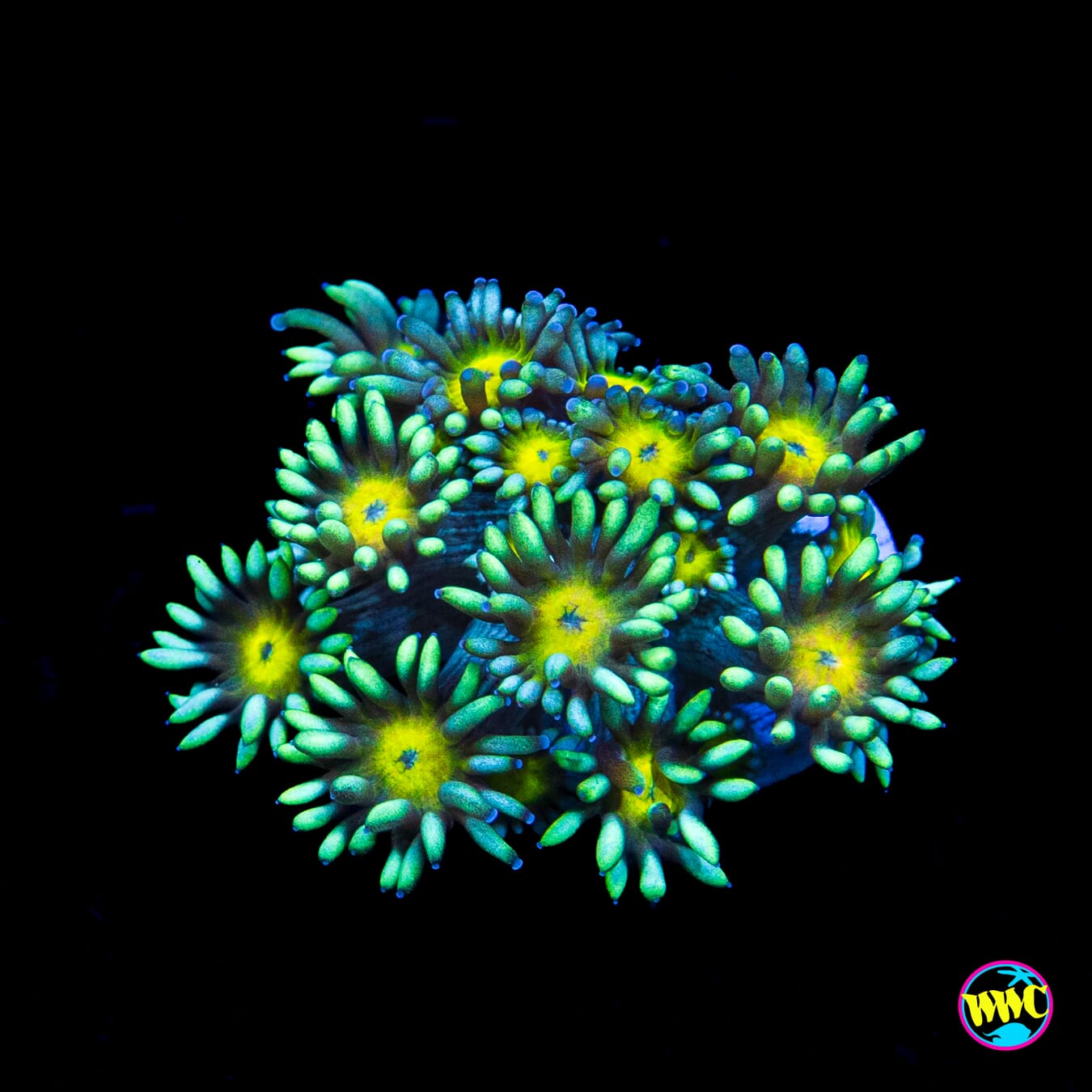 Lemon Head Goniopora
