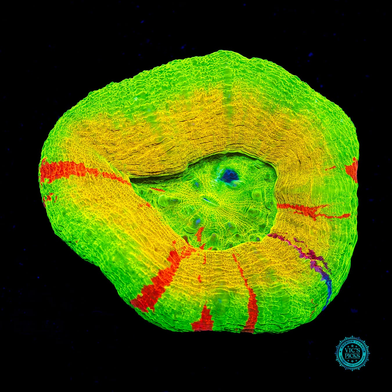 Lemon Squeezey Scolymia
